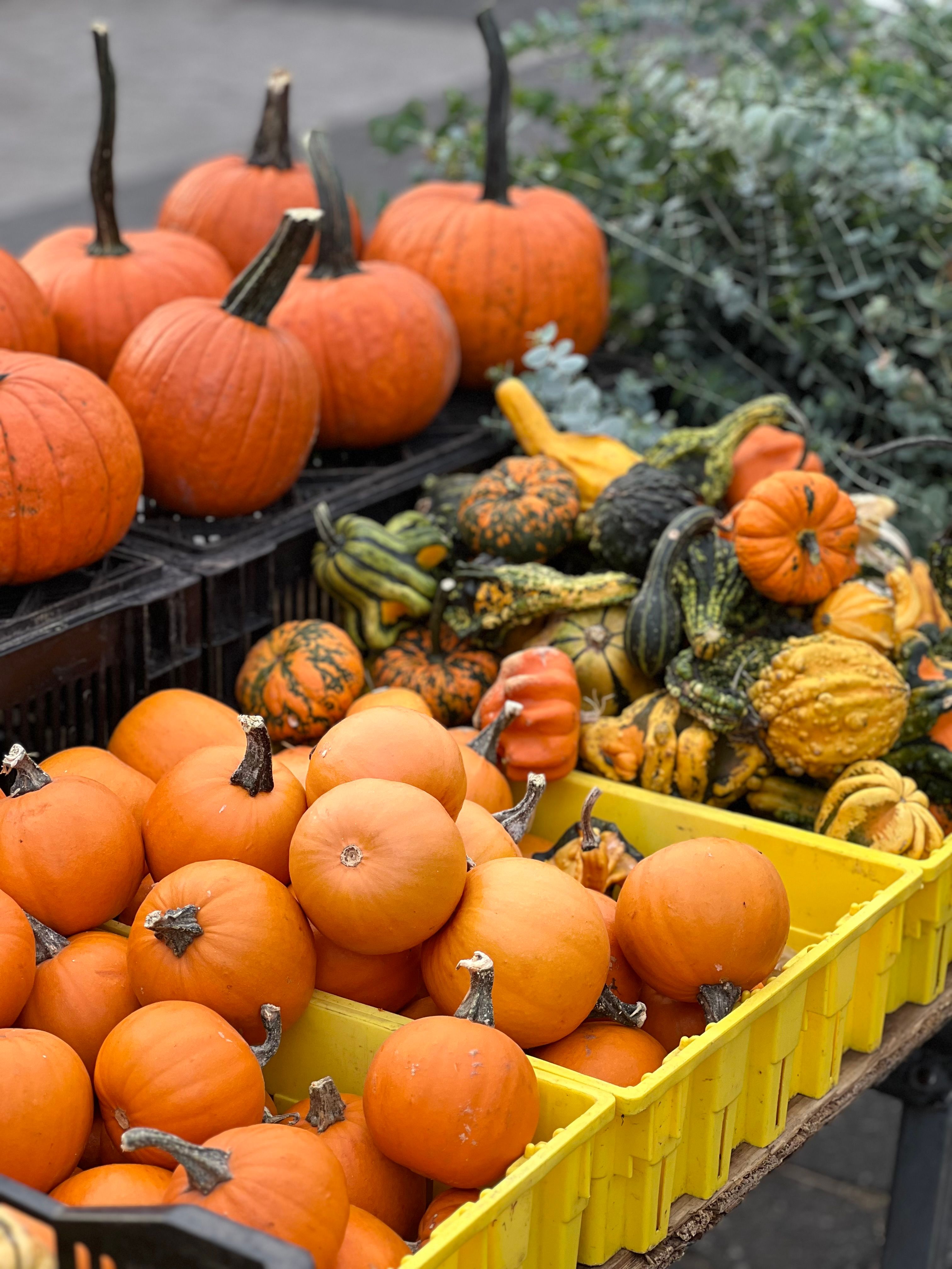 Colorful Display of Pumpkins and Gourds at Market · Free Stock Photo