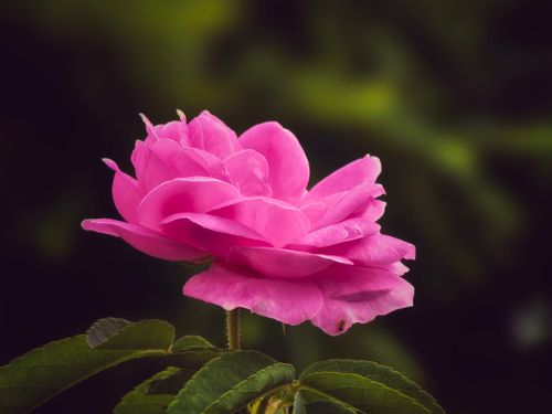 Free Close-up of a vibrant pink rose in full bloom against a lush green background, showcasing nature's beauty. Stock Photo