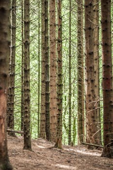 宁静的森林里，绿树成荫，在自然阳光下景色优美