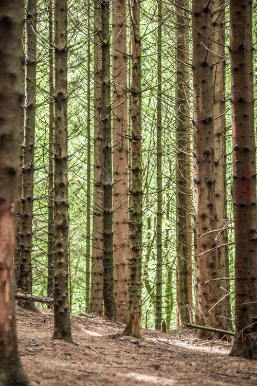 Free Tranquil forest scene with tall pine trees under natural daylight, offering a scenic view. Stock Photo