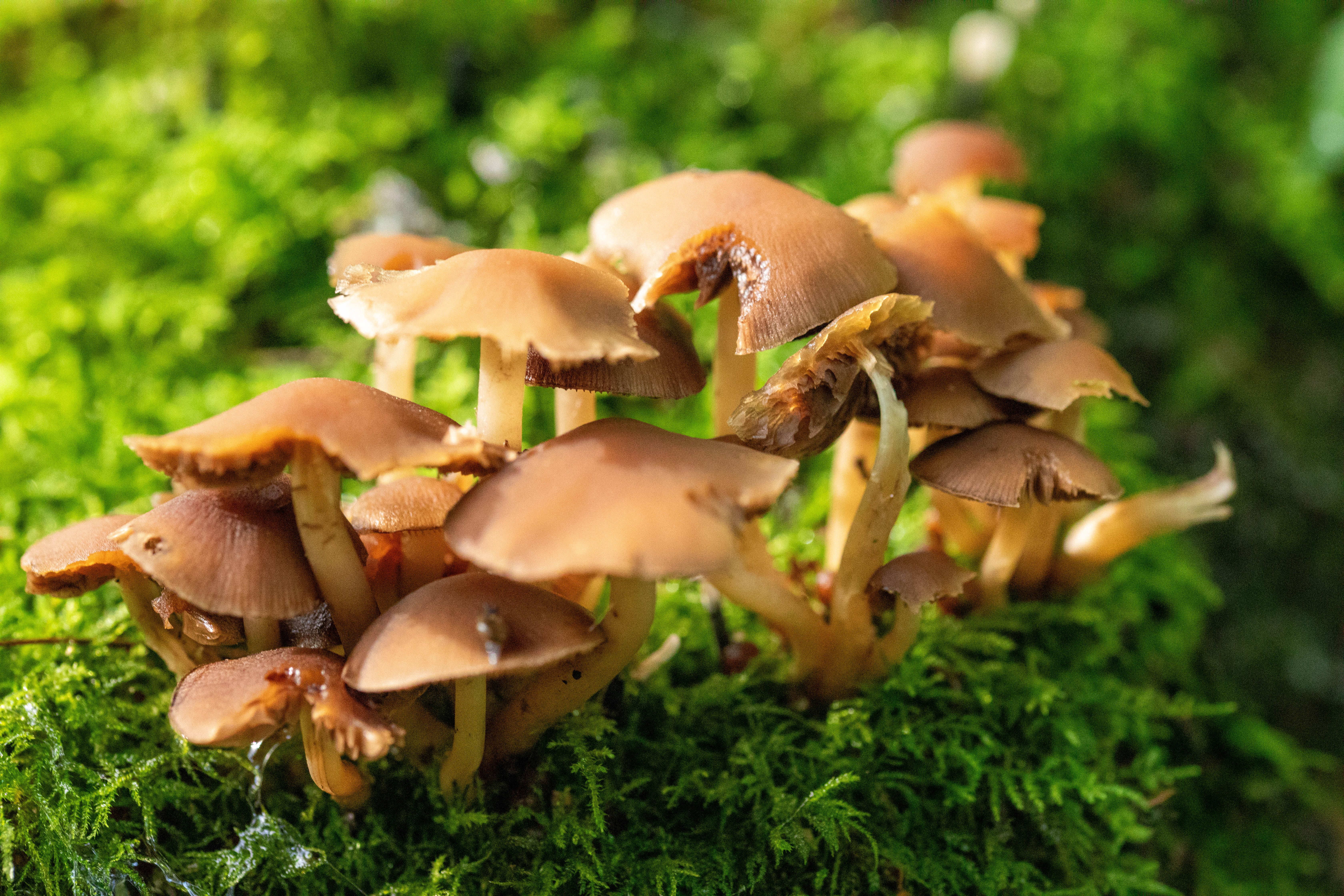 Grupo De Hongos Silvestres En El Suelo Del Bosque Cubierto De Musgo ...