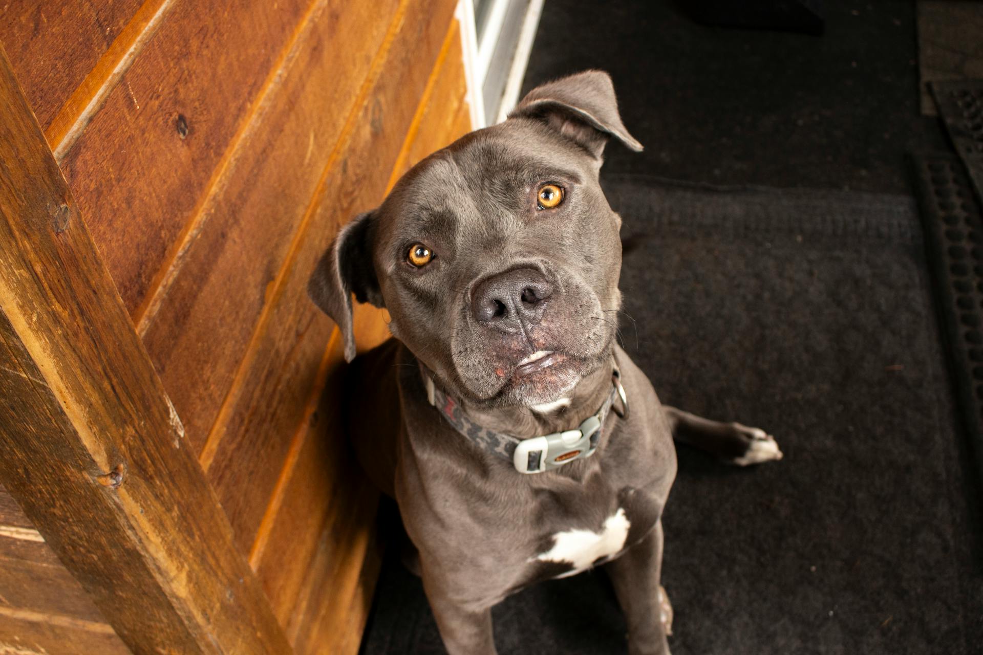 Charming pitbull looking up indoors with wooden backdrop in British Columbia.