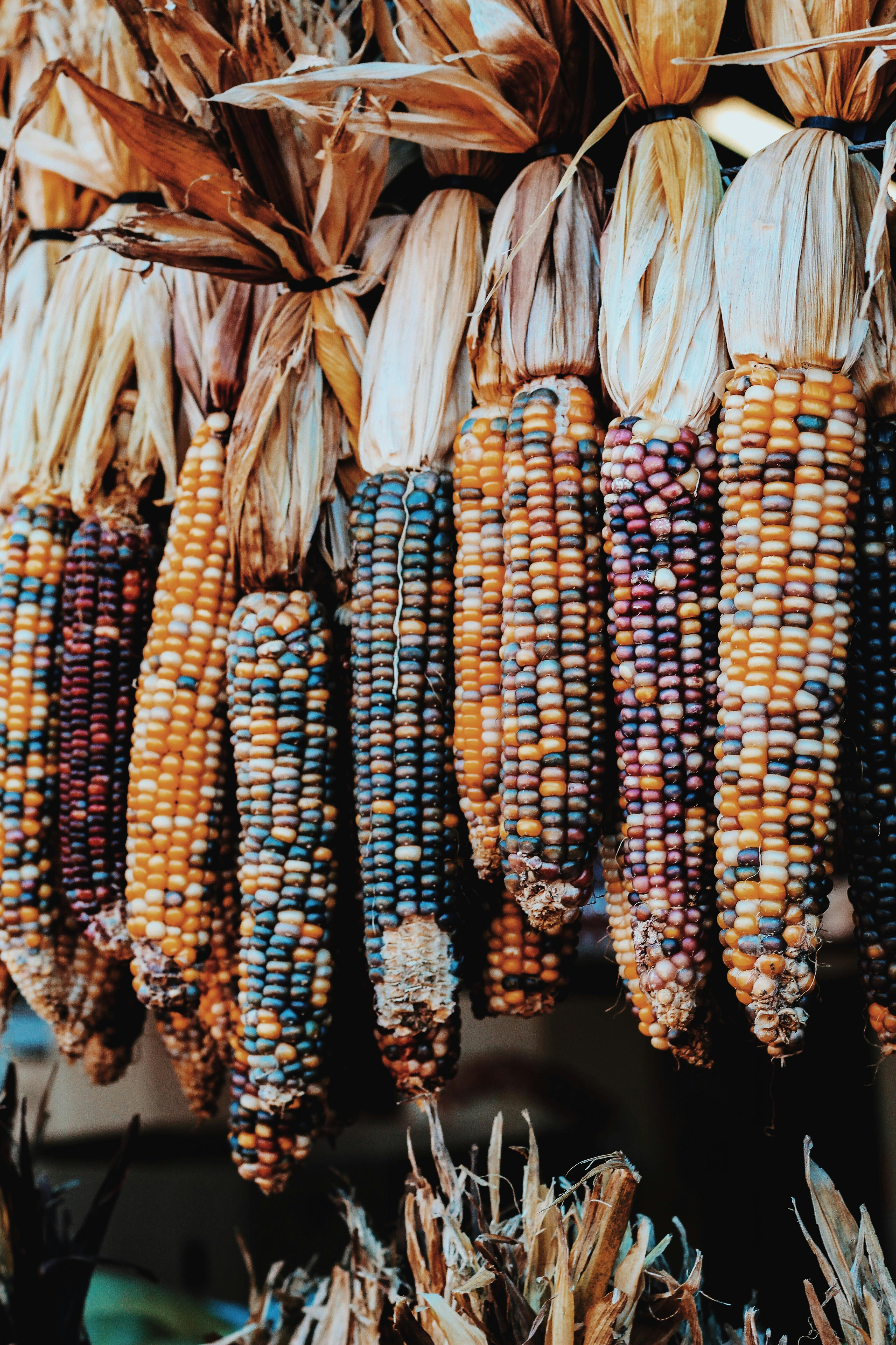 free-photo-of-colorful-indian-corn-displ