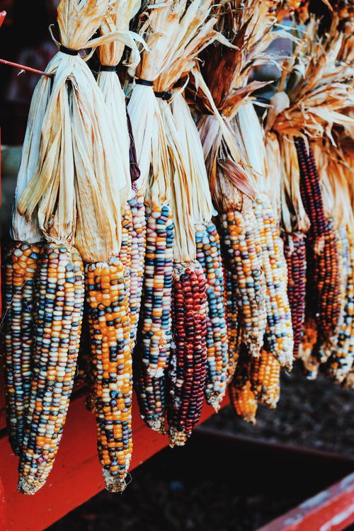 Free Vibrant Indian corn hanging in a decorative autumn display in Atlanta, Georgia. Stock Photo