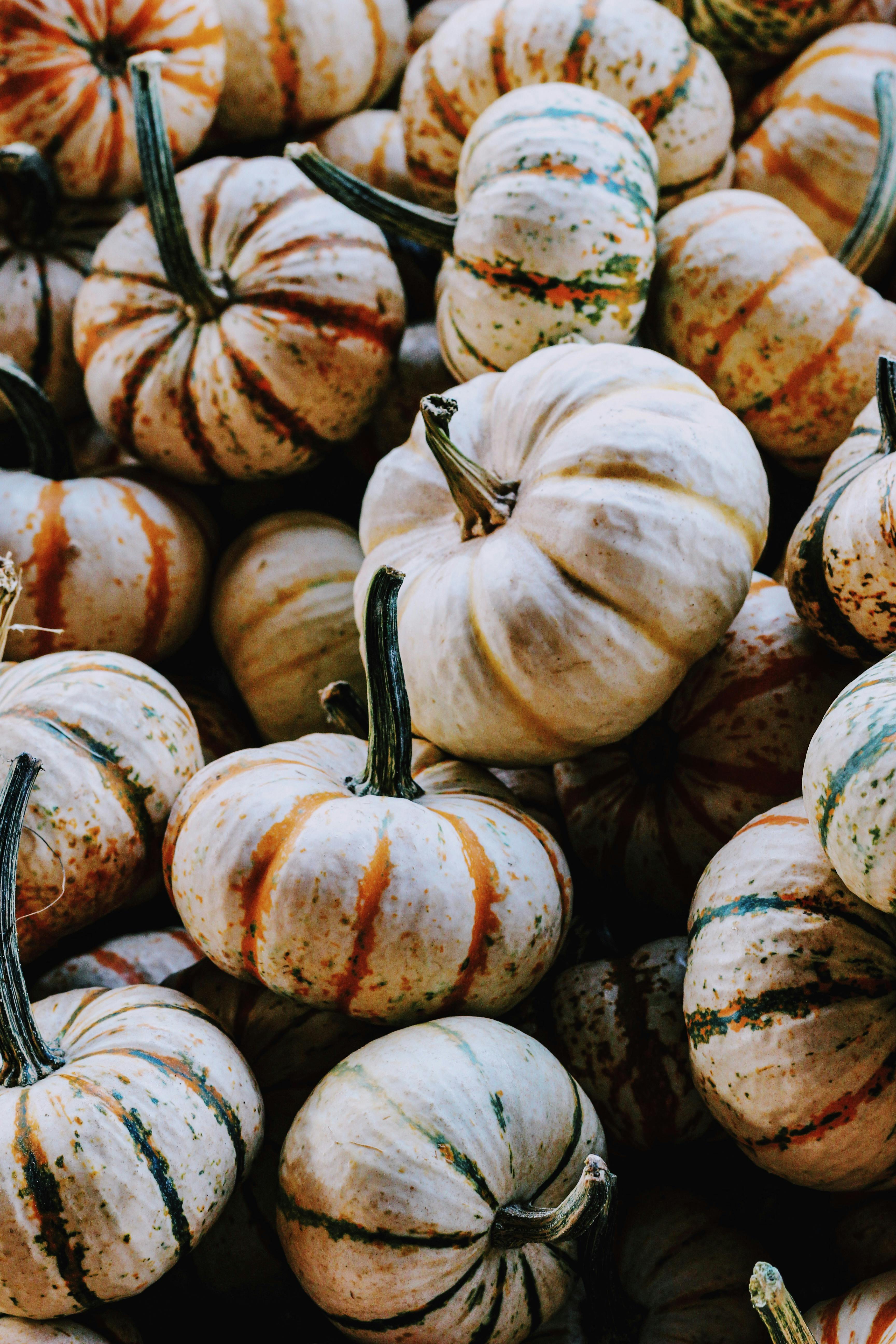 A vibrant collection of white and orange pumpkins, perfect for autumn themes and fall harvest visuals.