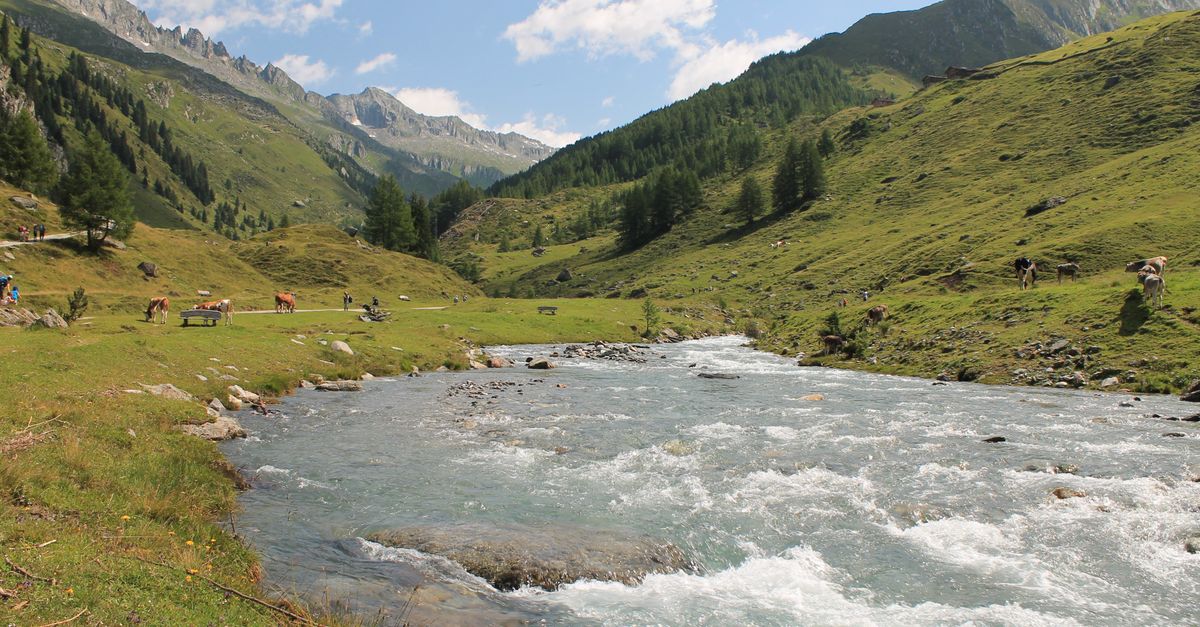 Baciga Scenic Alpine Valley with River and Cows · Free Stock Photo