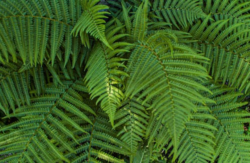 Groene Boston Fern