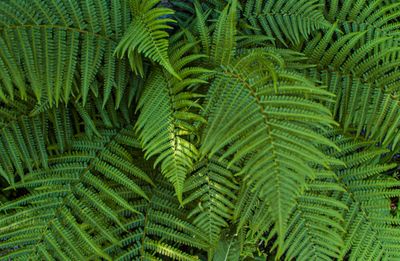 fern