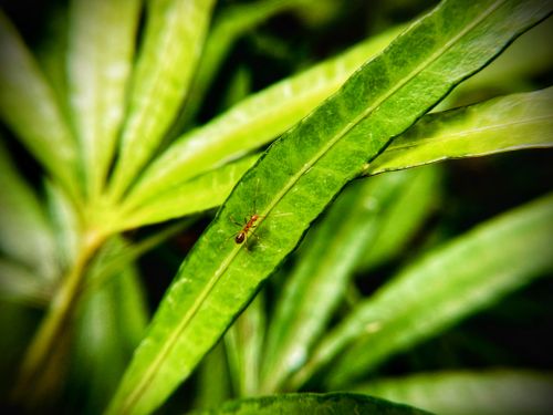 Free A lone ant navigates a lush green leaf in a detailed macro shot, highlighting nature's simplicity. Stock Photo