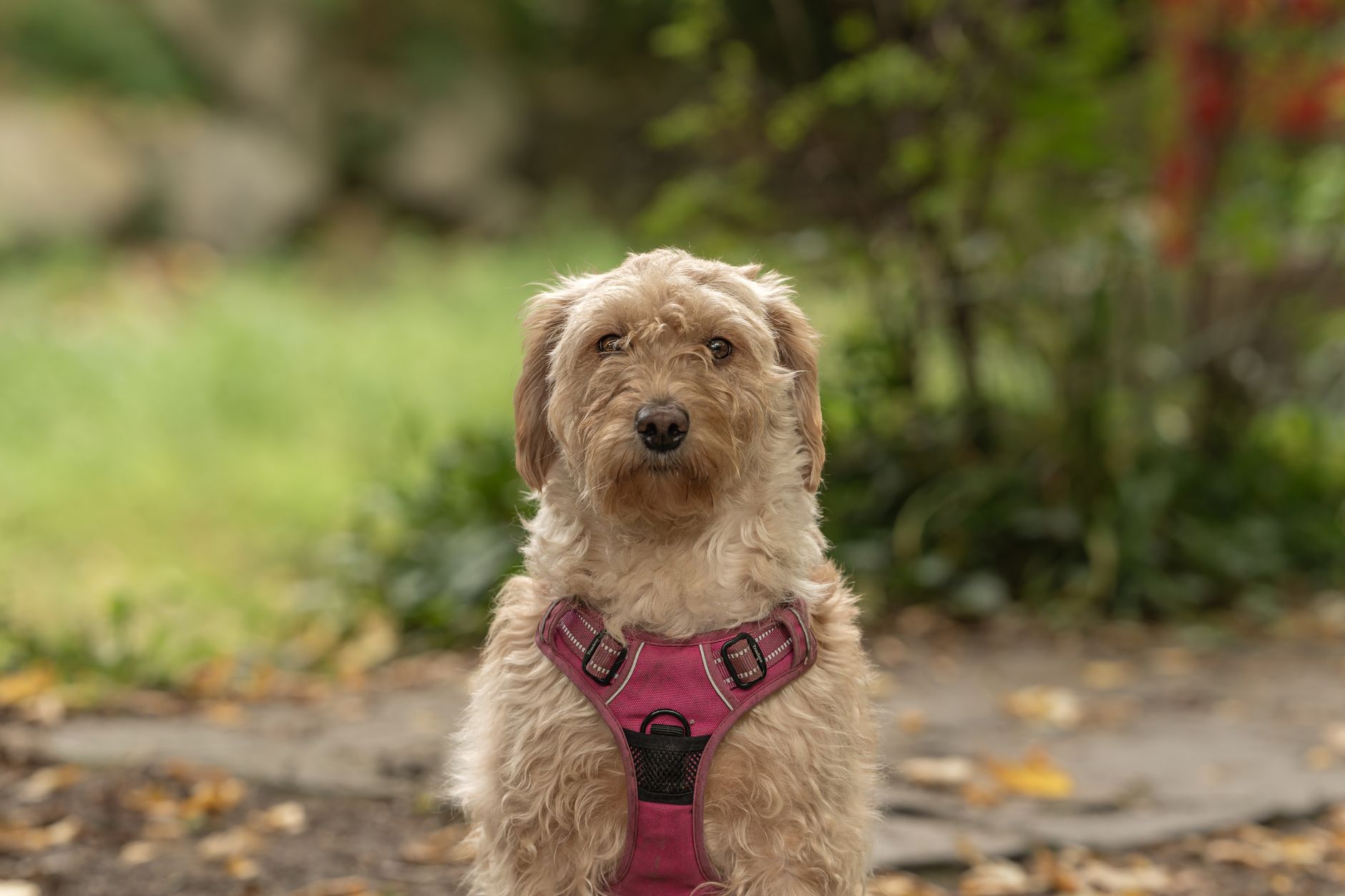 Veterinary care for a dog