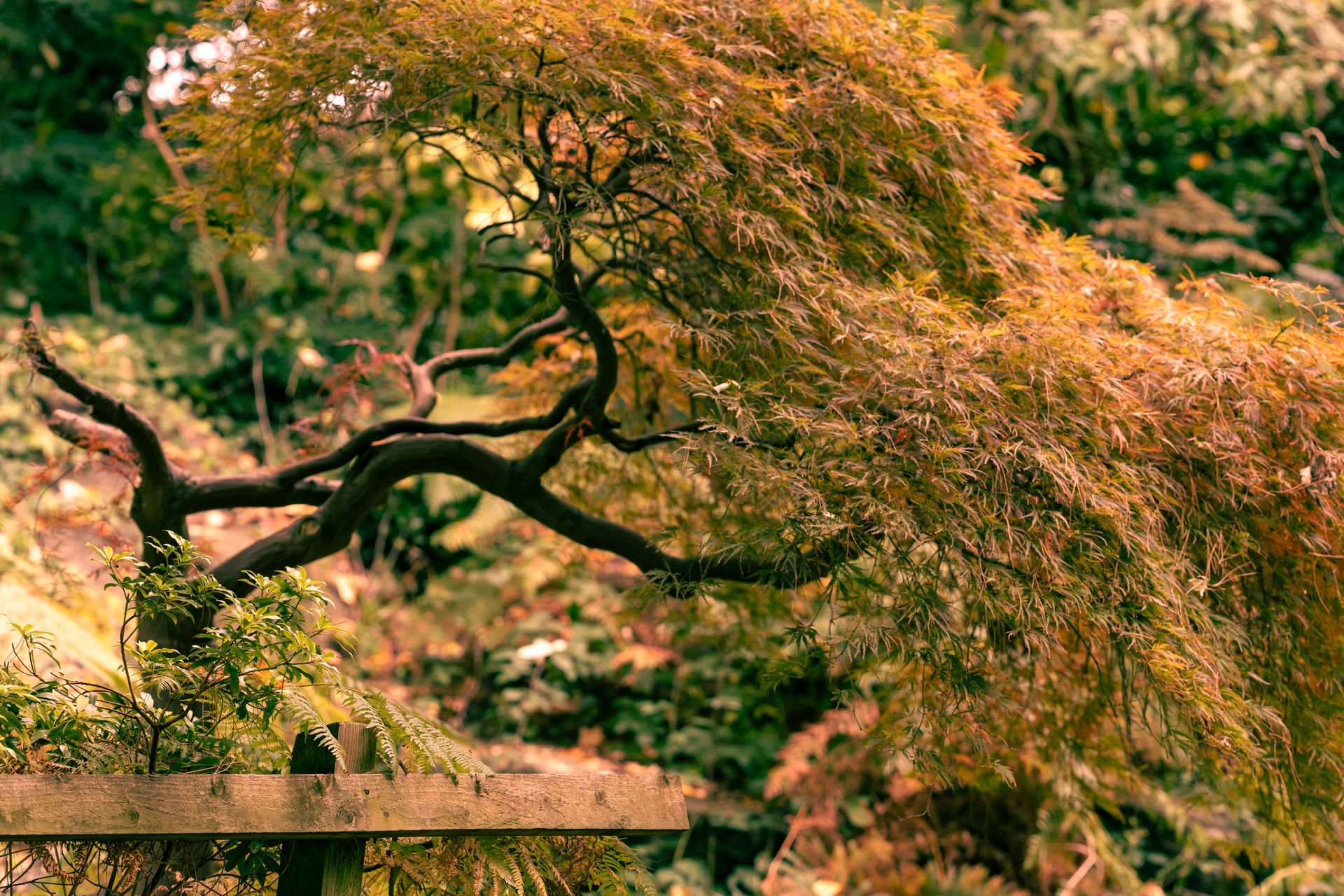 Tranquil scene of an artistic Japanese Maple tree in an autumn garden setting.
