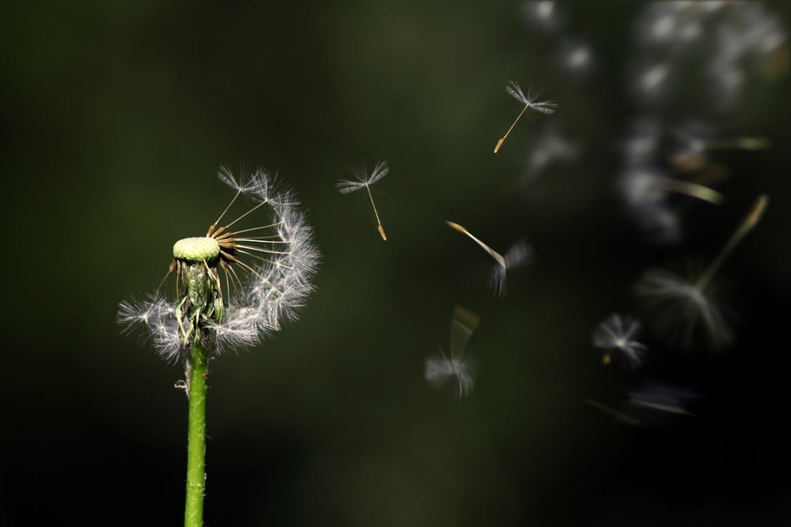 Free White Dandelion Flower Stock Photo