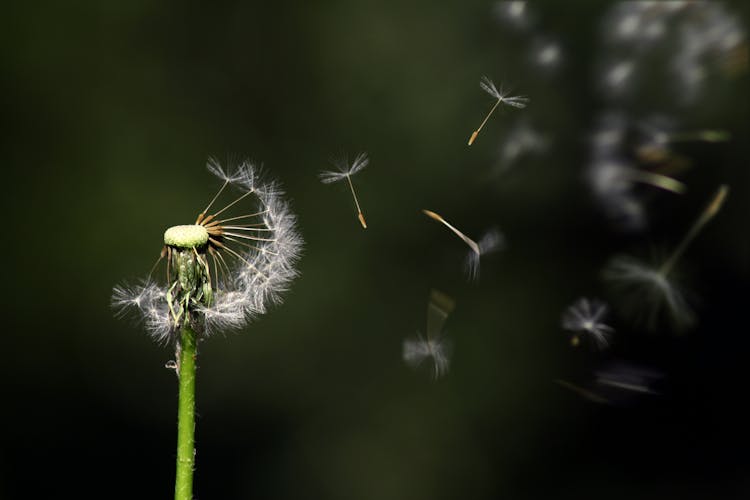 White Dandelion Flower