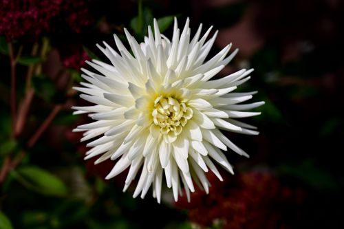 Free A stunning close-up of a white dahlia flower showcasing its intricate petals in full bloom. Stock Photo