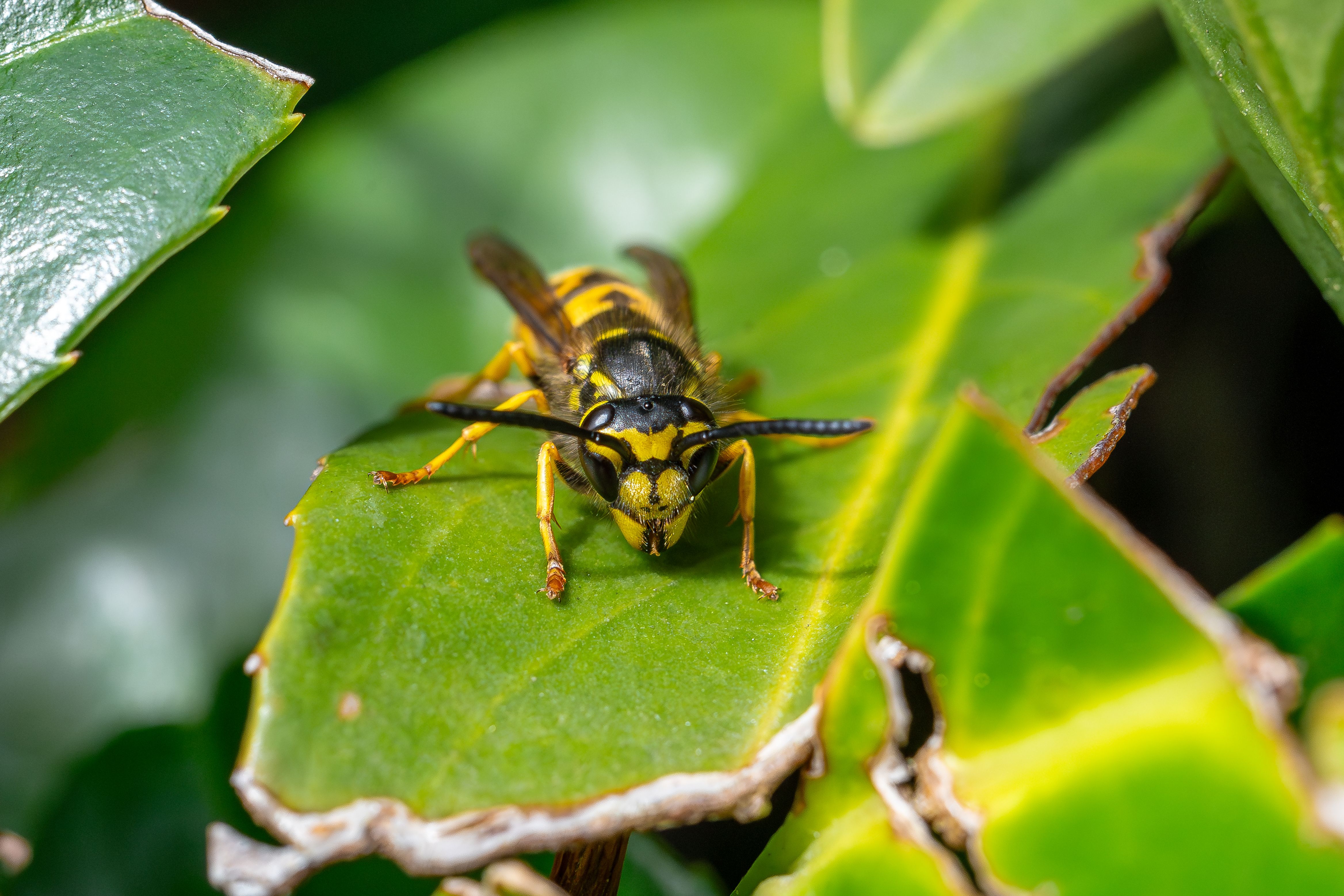 Wasp Stings: Symptoms, Treatment, and Prevention in India