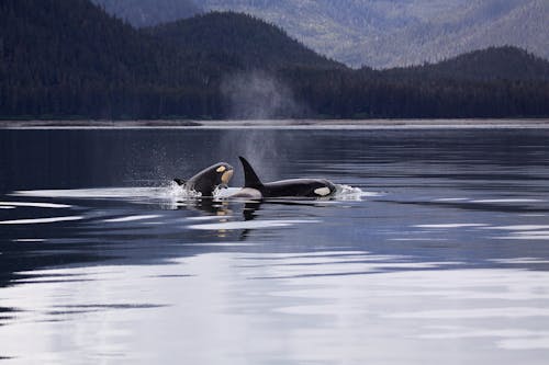 Free Two Killer Whales Luring on Lake Stock Photo