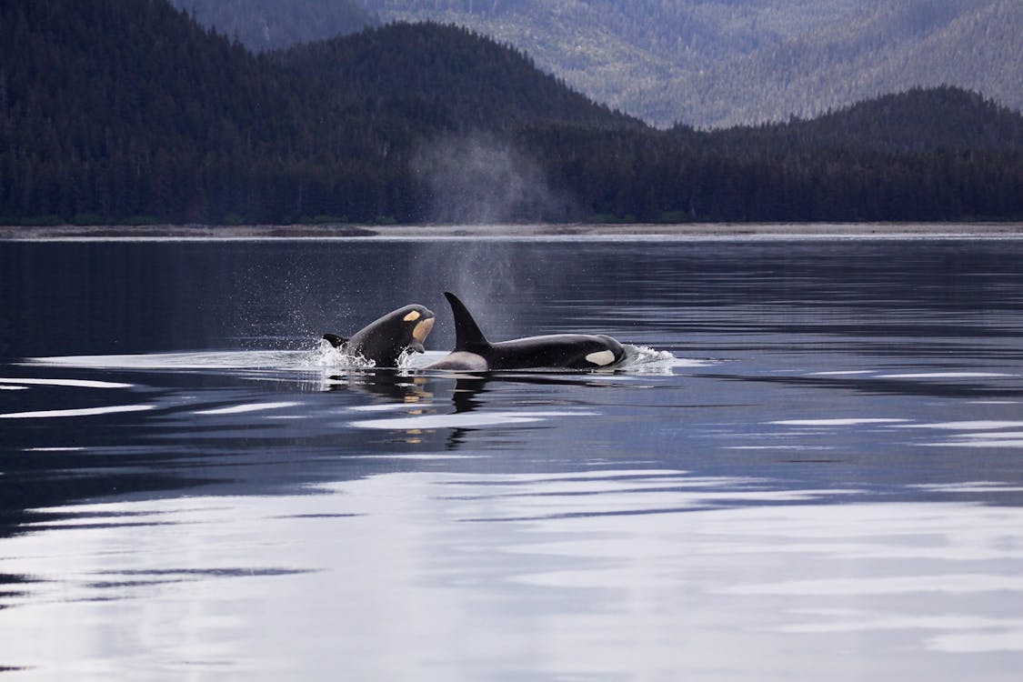 Free Two Killer Whales Luring on Lake Stock Photo