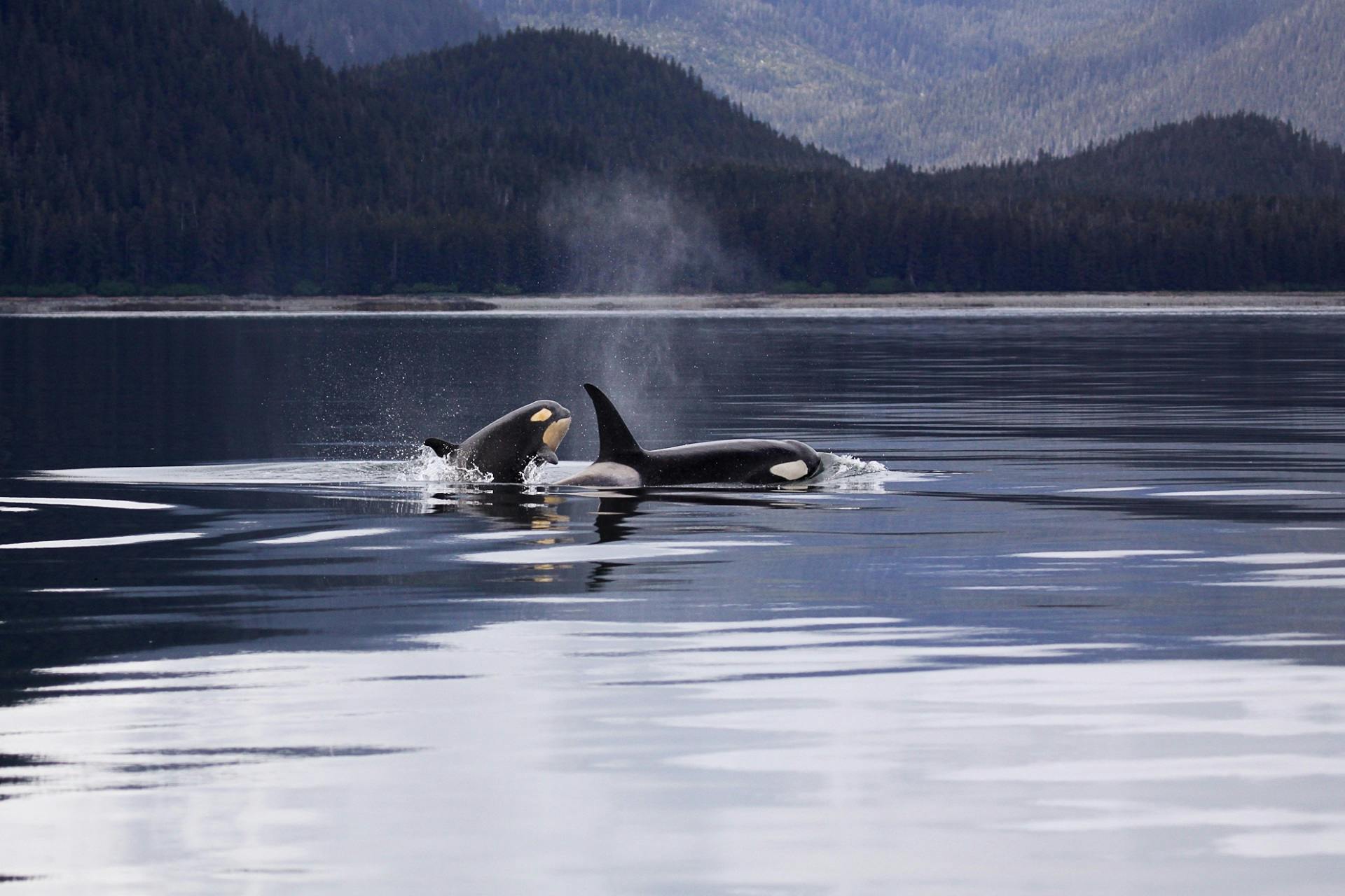 Killer Whale Photos, Download The BEST Free Killer Whale Stock Photos & HD  Images