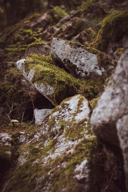 Free Lush moss covers rocks in a serene Grand Est forest scene in France. Stock Photo