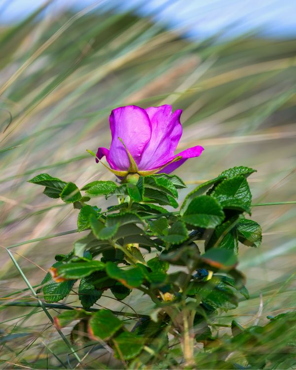 Wild Rose in Natural Habitat with Green Foliage · Free Stock Photo