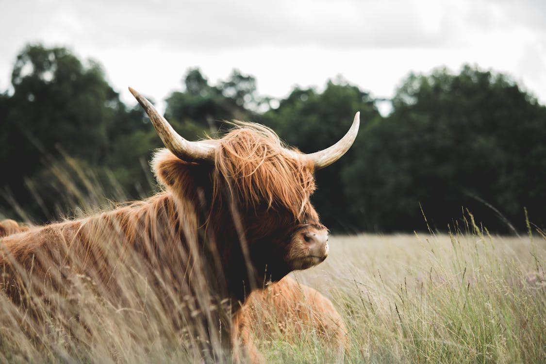 Domestic Yak on Grass