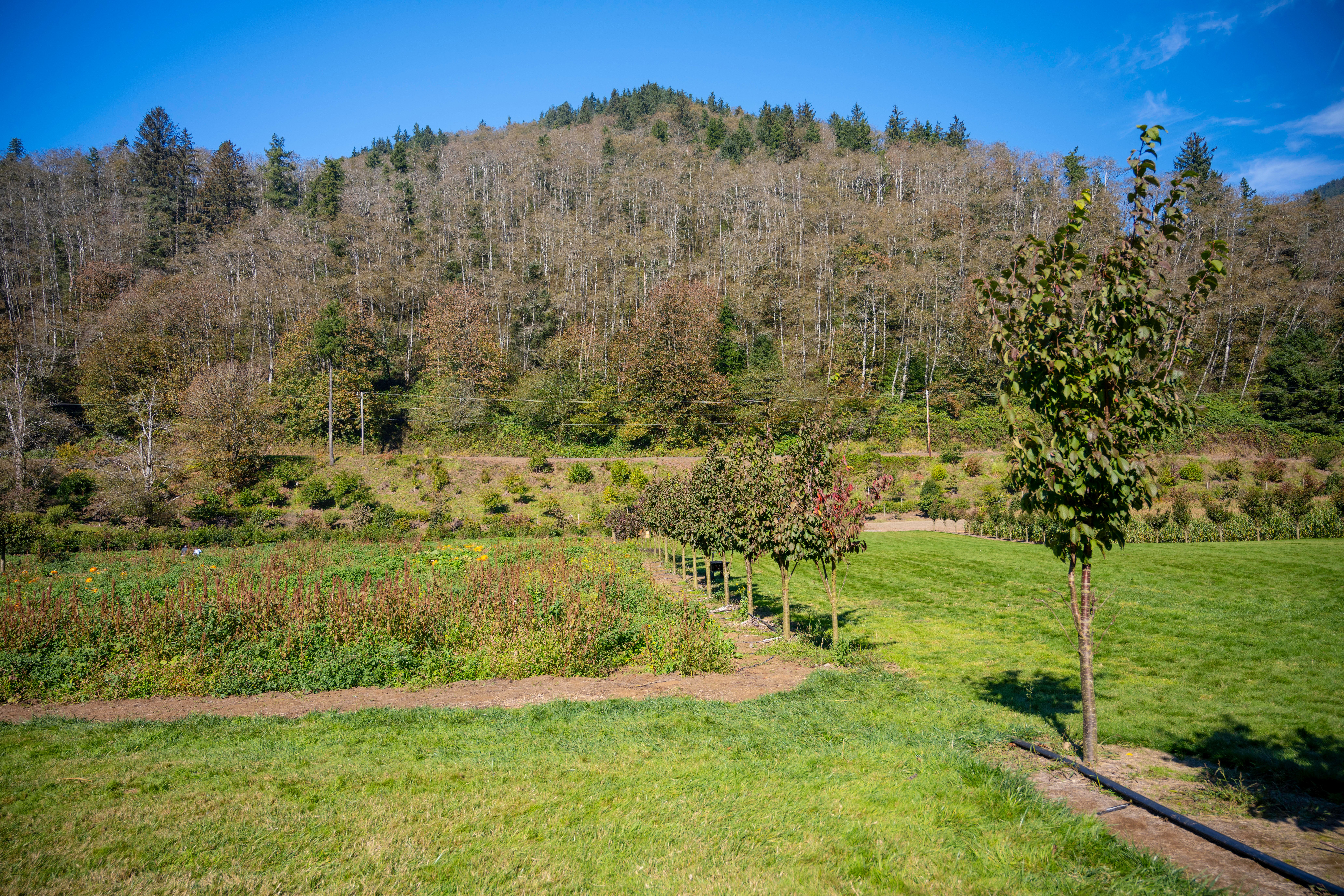 A serene landscape in Tillamook, Oregon featuring rolling hills, grassy fields, and lush forests under a clear sky.