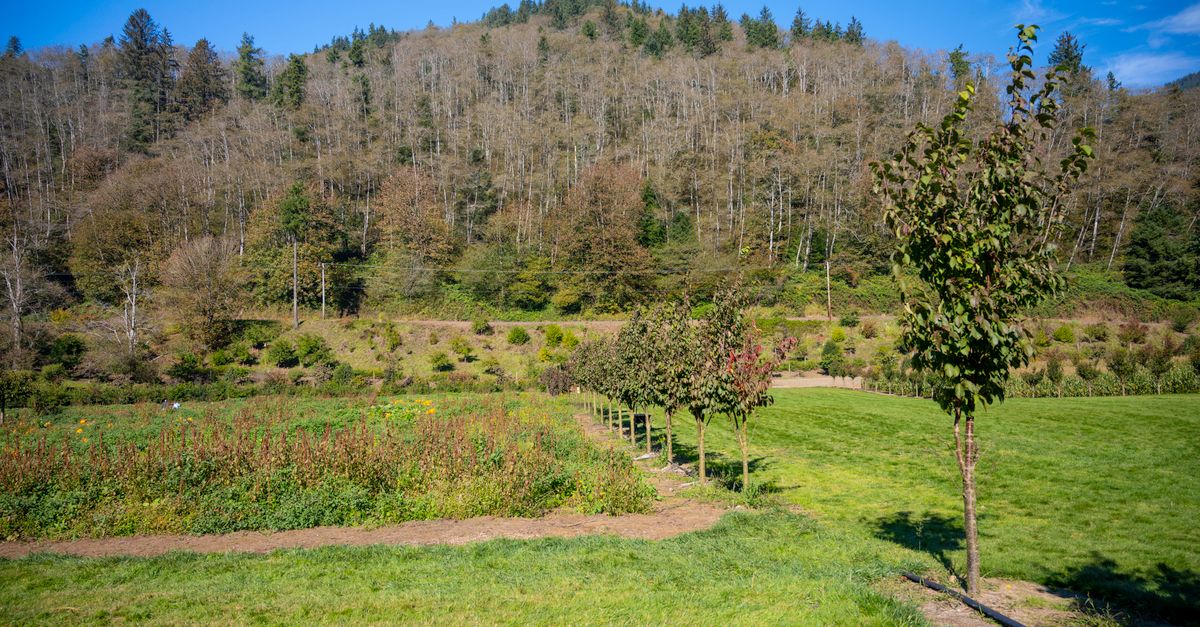 A serene landscape in Tillamook, Oregon featuring rolling hills, grassy fields, and lush forests under a clear sky.