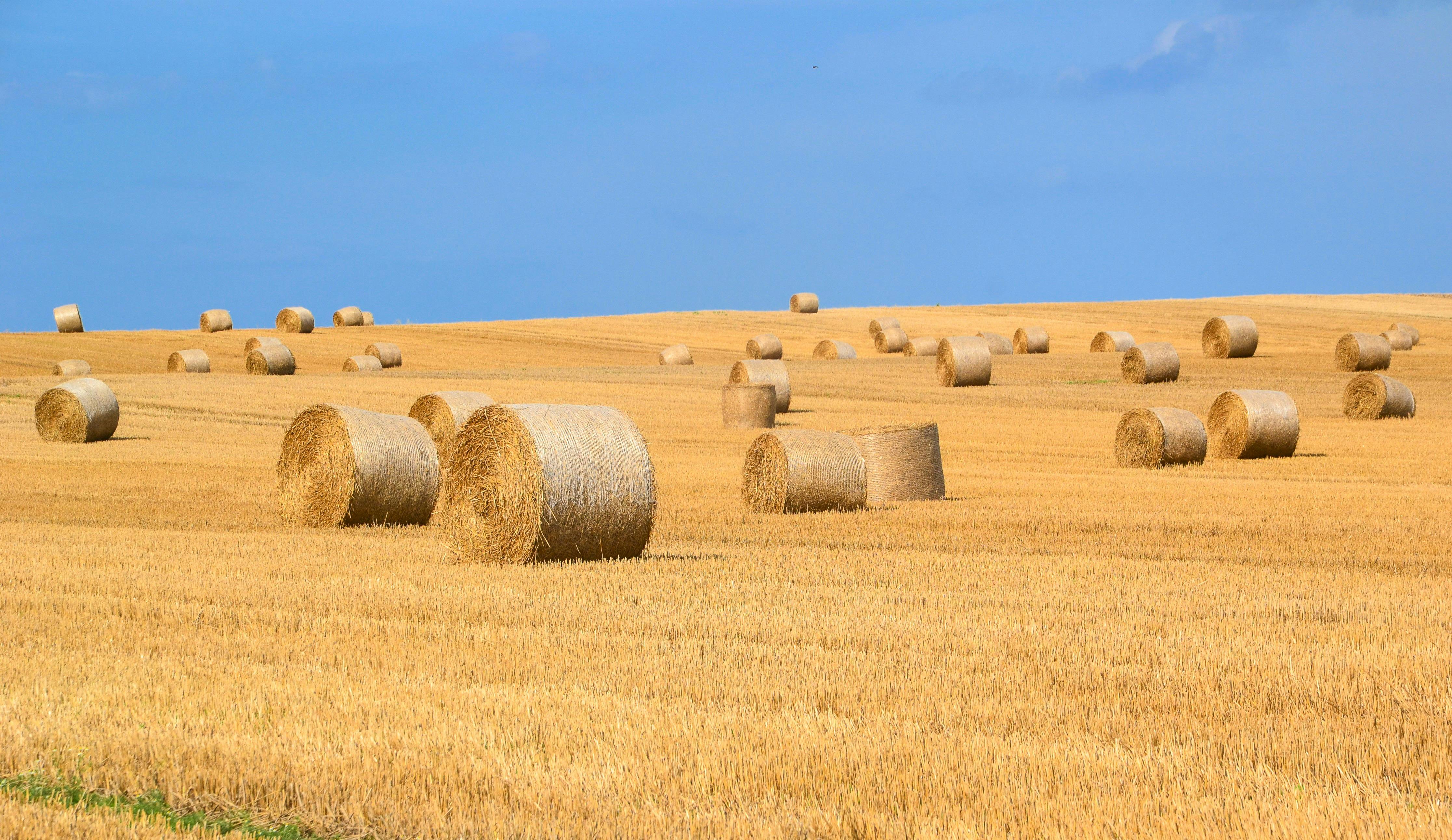 photo-gratuite-de-agriculture-aliments-balles-de-foin