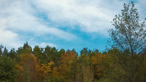 Free Lush autumn forest with colorful foliage beneath a vivid blue sky, capturing the essence of fall. Stock Photo