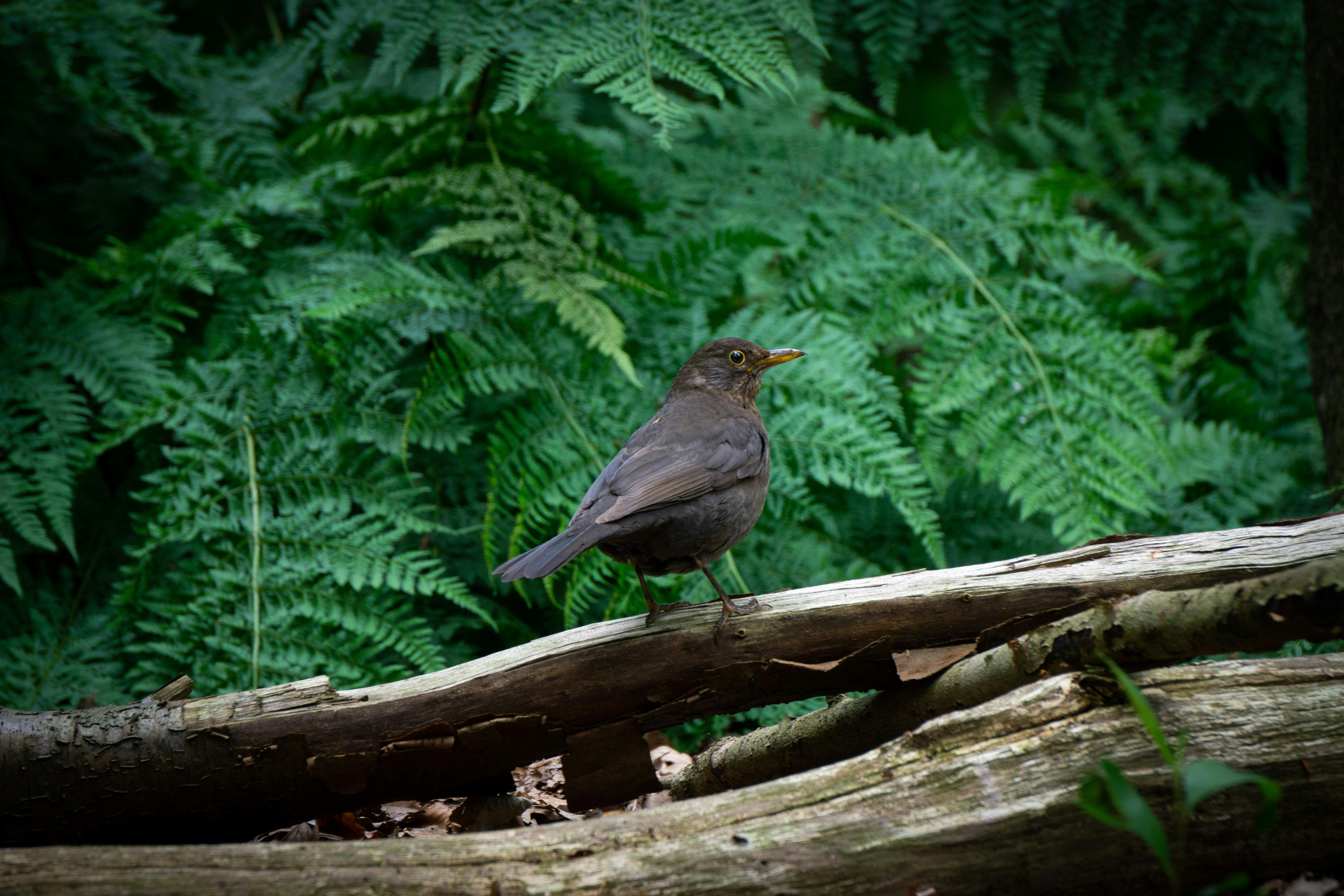 eurasian blackbird on forest log den haag