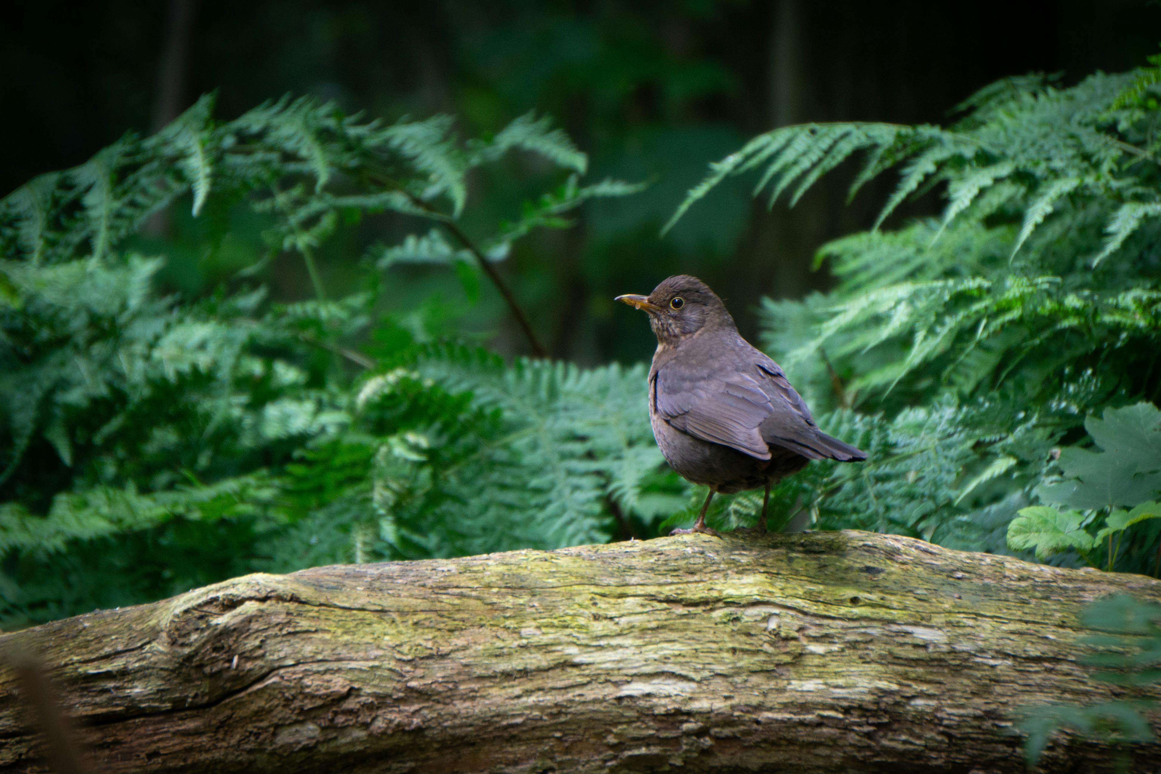 eurasian blackbird perched on mossy log in forest