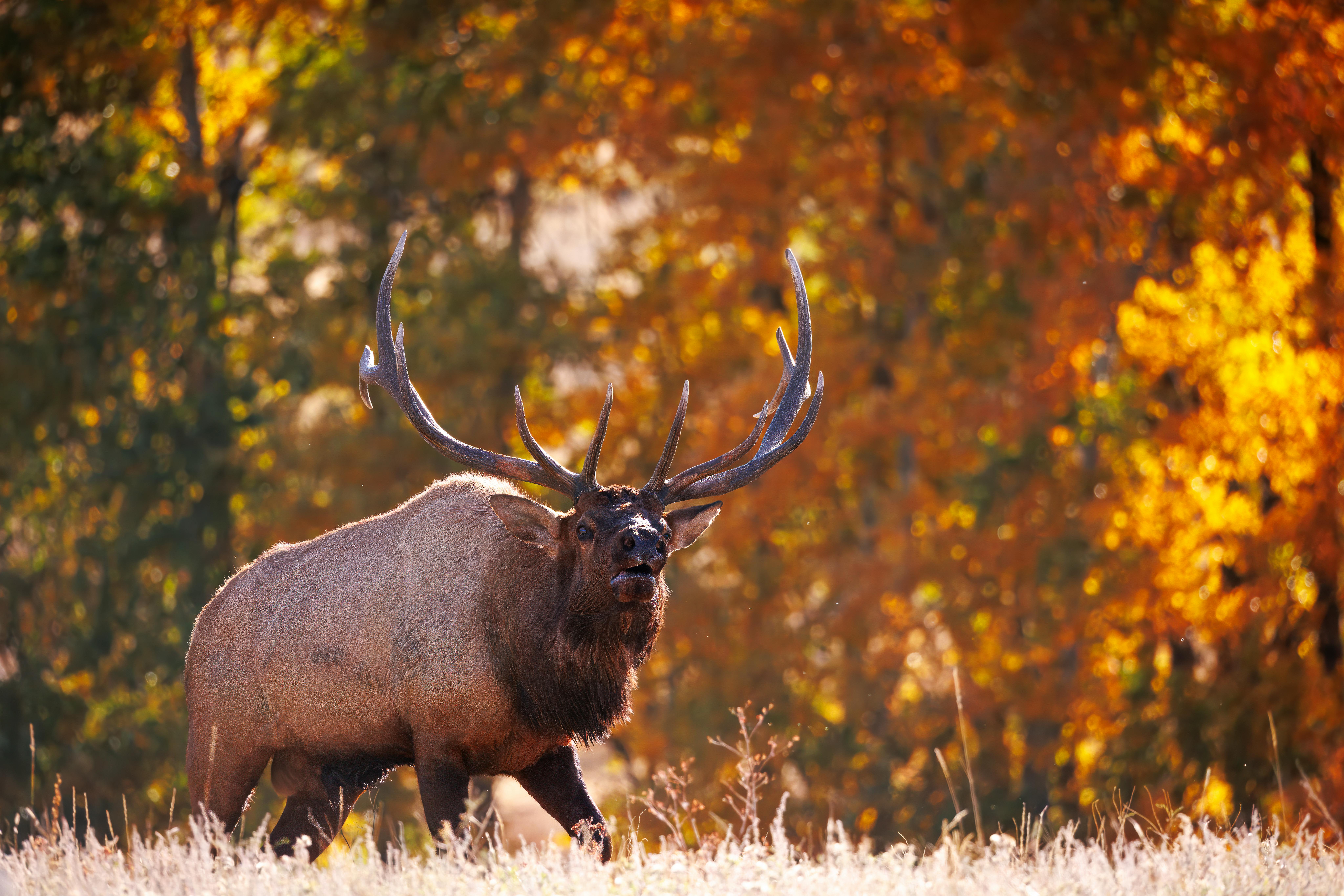 grátis Elk Bugling No Colorado Durante O Cio De Outono Foto profissional