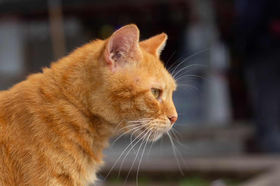 Close-up Portrait of a Ginger Cat Outdoors · Free Stock Photo