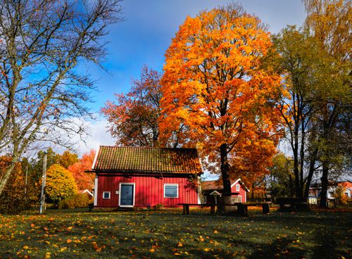 Free Picturesque red cottage surrounded by vibrant autumn foliage in Jönköping, Sweden. Stock Photo