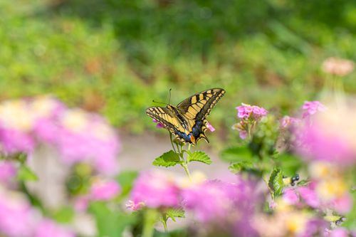 Free A swallowtail butterfly gently perched on colorful spring flowers in a lush garden. Stock Photo