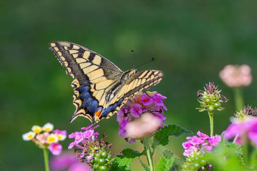 Free Close-up of a swallowtail butterfly on colorful wildflowers in a summer meadow. Stock Photo