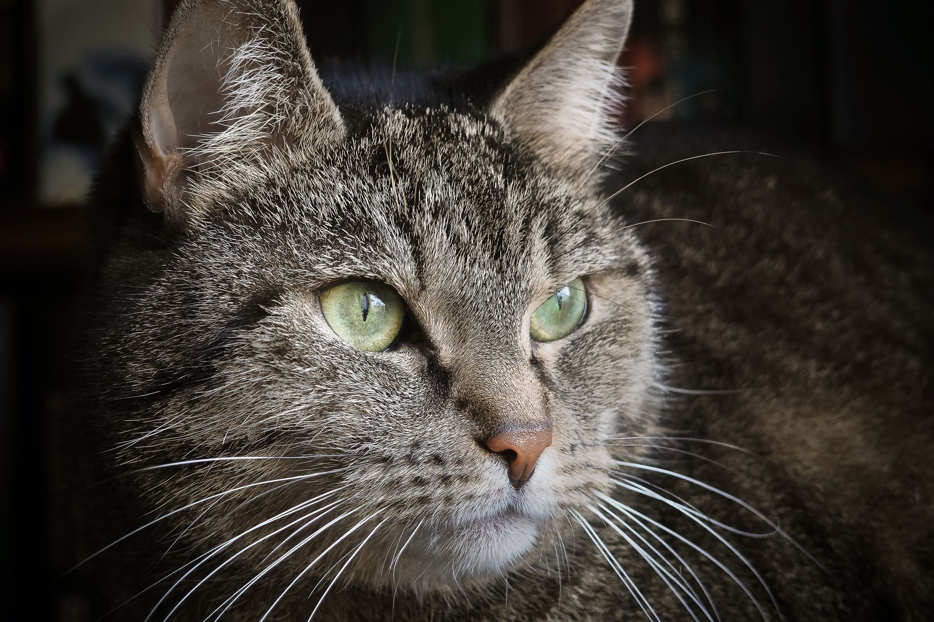 Veterinary care for a cat