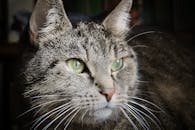 这是一张描绘绿眼虎斑猫的特写肖像，它胡须引人注目，细节丰富且富有表现力