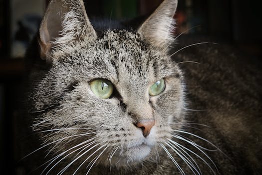 这是一张描绘绿眼虎斑猫的特写肖像，它胡须引人注目，细节丰富且富有表现力