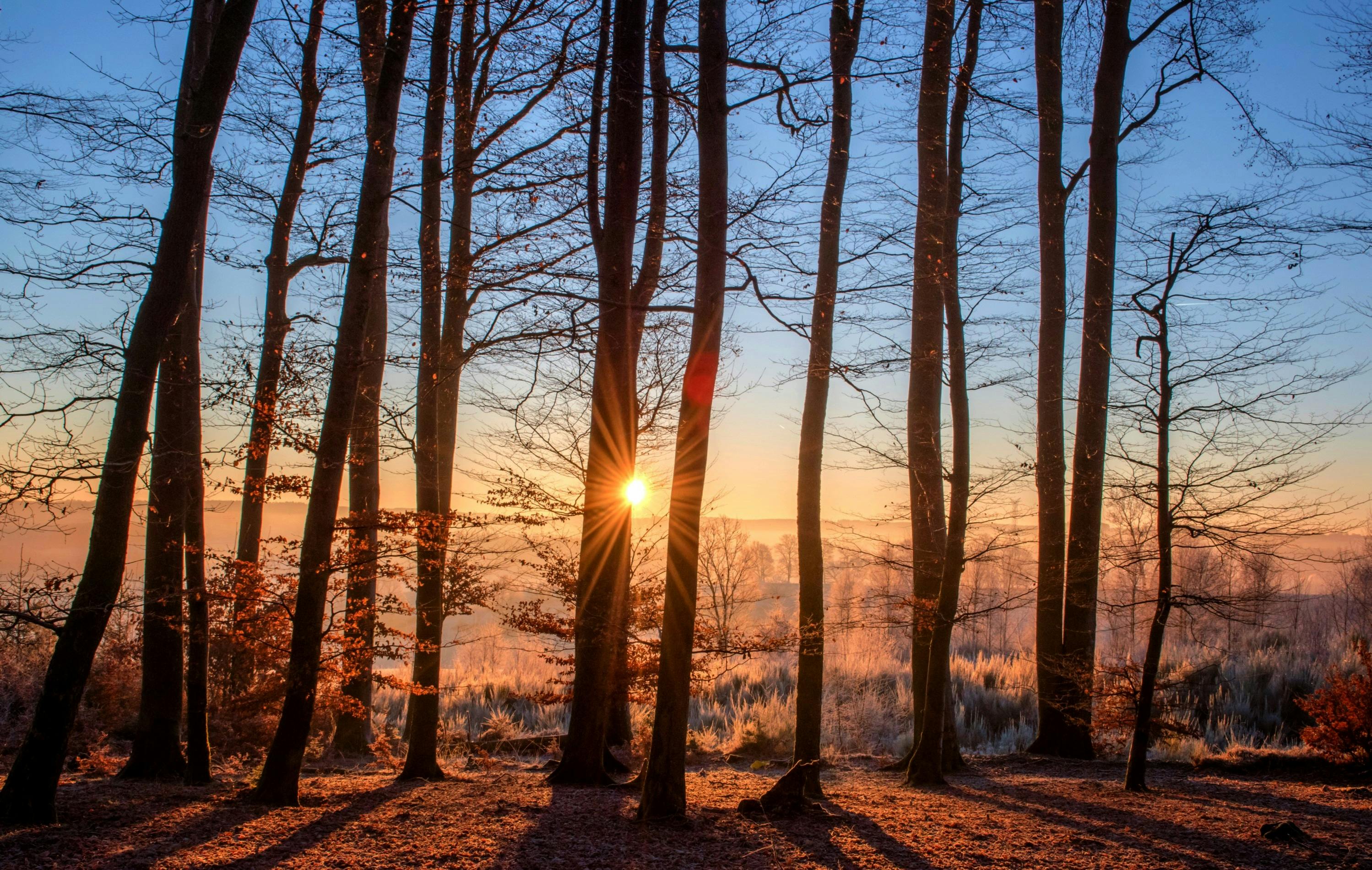 bare trees during golden hour