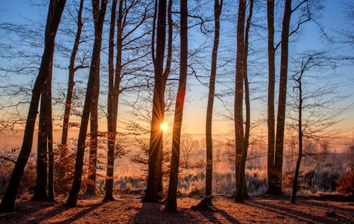 Free Bare Trees during Golden Hour Stock Photo