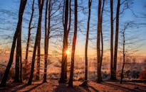 明媚的日出透过秋季森林中宁静的高大树木