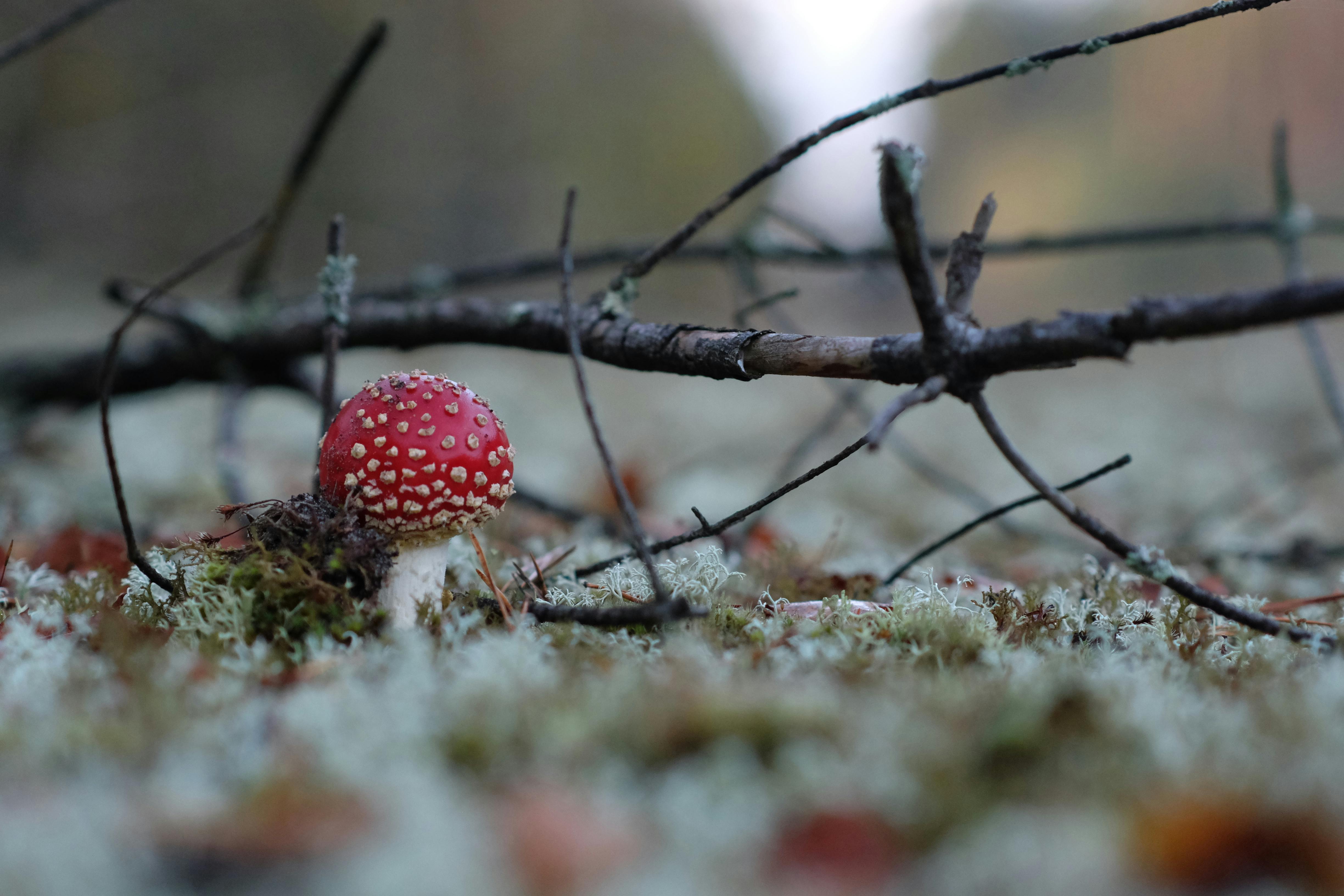 close up of fly agaric mushroom in forest