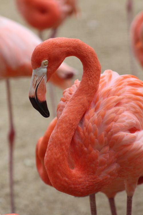 Free Detailed view of a pink flamingo with a creamy background. Stock Photo