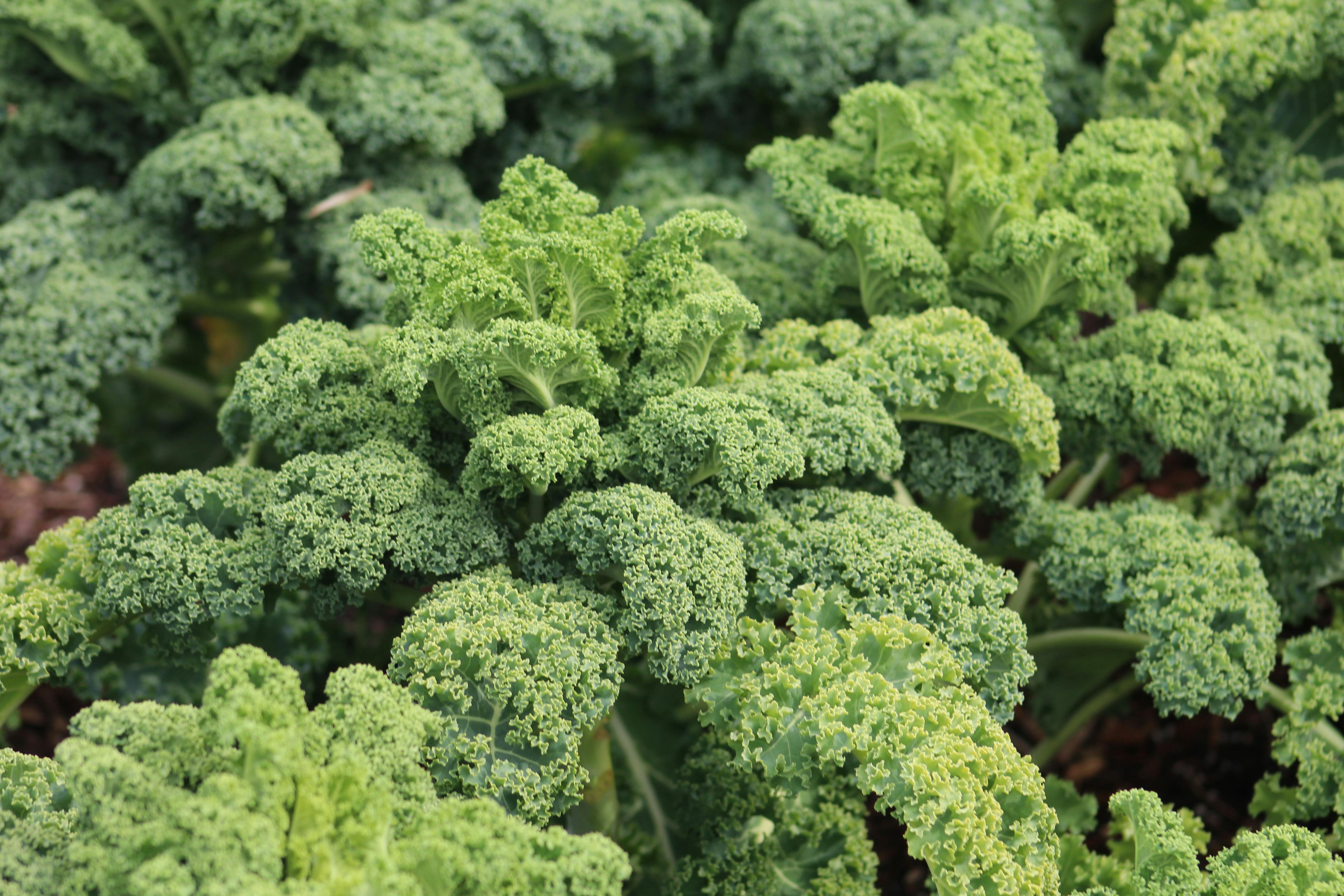 fresh green curly kale in garden