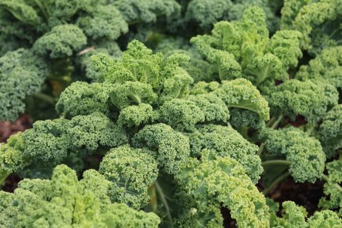 Free Close-up of vibrant curly kale leaves growing in a garden. Stock Photo