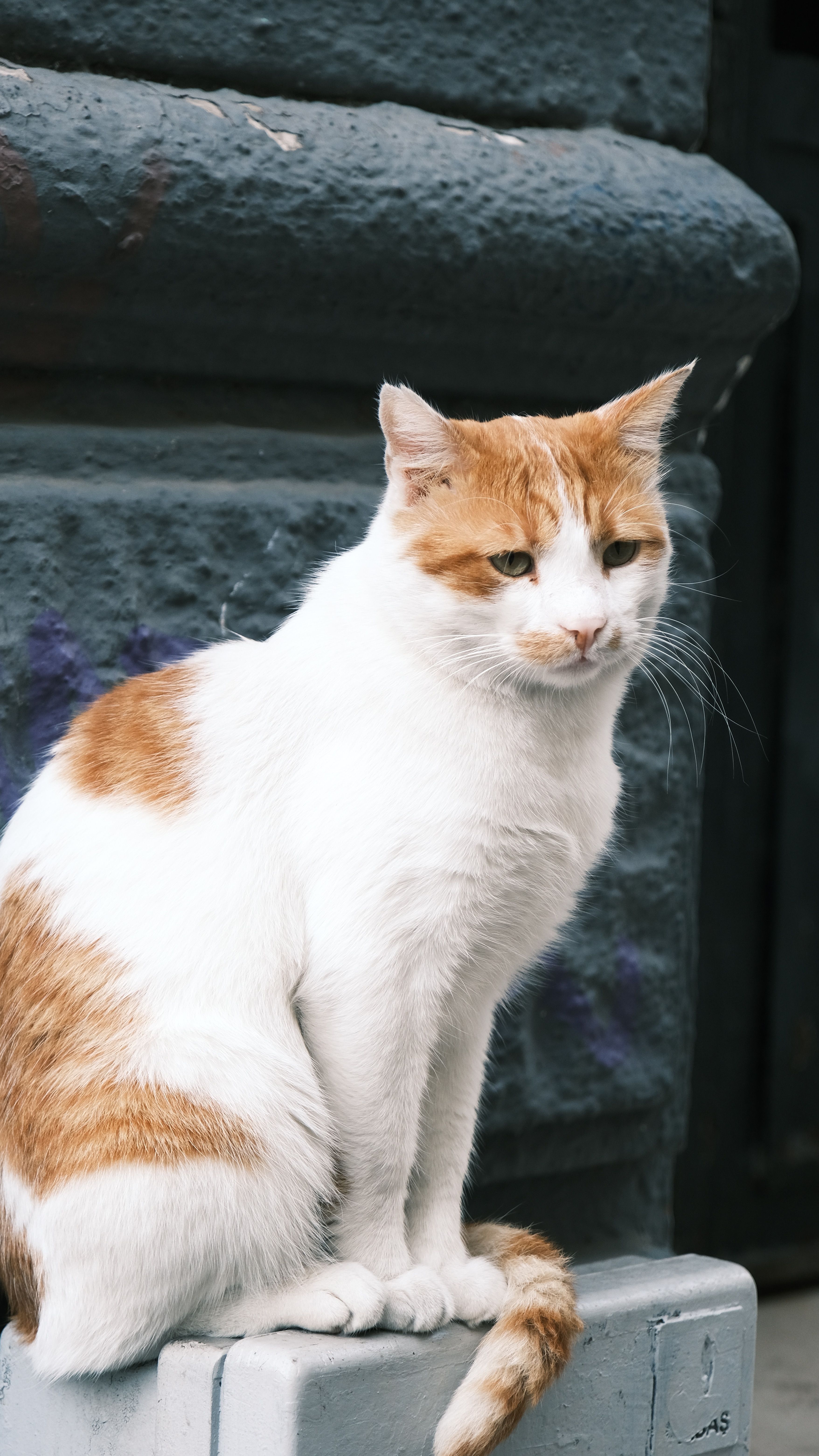 Ginger and White Cat Sitting on Urban Street · Free Stock Photo