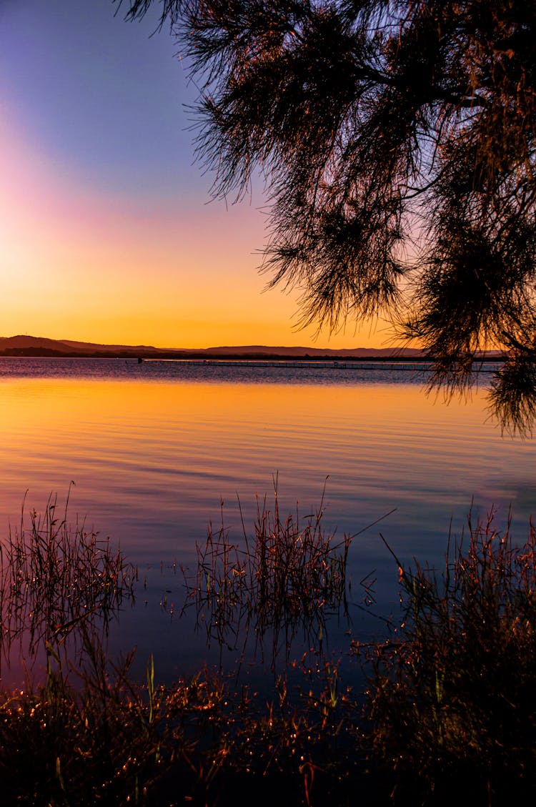 Silhouette Of Bushes In Body Of Water During Golden Hour