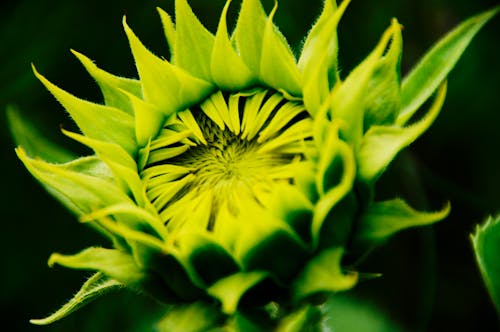 免费 绿叶植物的特写照片 素材图片