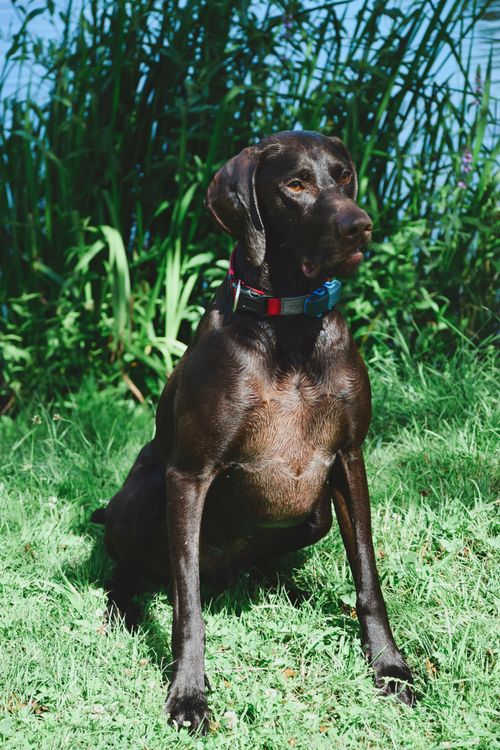 Free A German Shorthaired Pointer sitting in a lush garden in Grand Est, France. Stock Photo